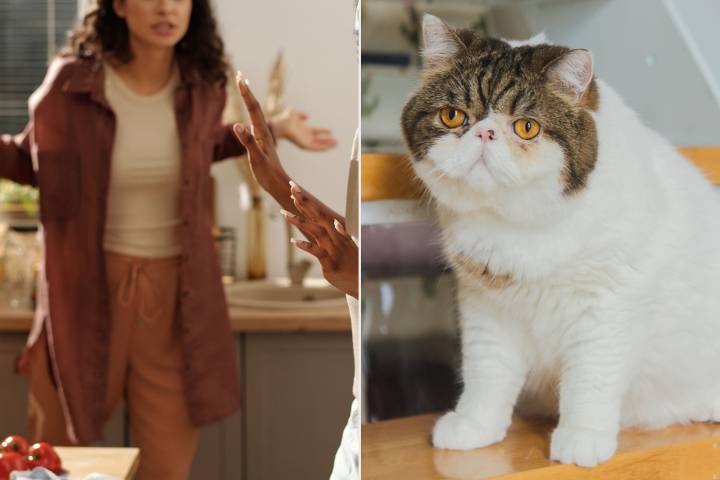 Exotic Shorthair Cat Sparks $25,000 Custody Battle Between Former Roommates