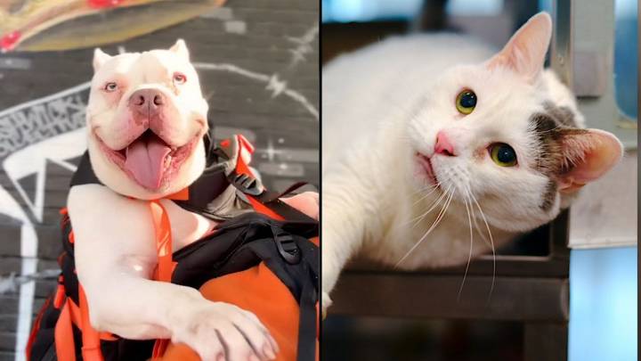 Bertha and Sophie searching for their 'fur