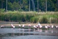 After ‘alarming’ Guana land swap idea, Florida lawmaker files bill for more transparency