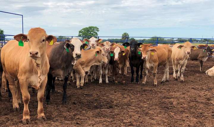 Encuentro entre México y EE. UU. termina sin acuerdo para reabrir exportación de ganado