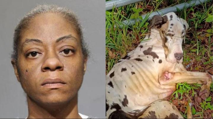 Arrest made in animal cruelty case involving rescued Great Dane near Jacksonville road