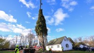 Rockefeller Christmas tree is harvested from upstate New York and begins trek to Manhattan