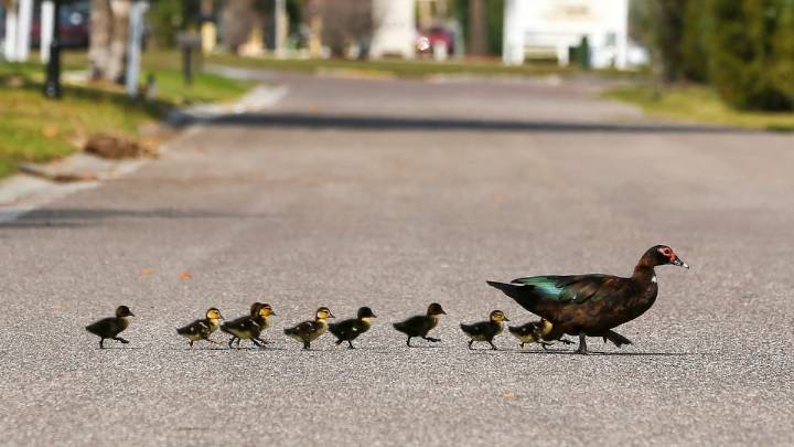 Can an HOA really stop you from feeding the ducks?