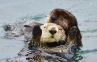 Baby sea otter is reunited with mother in central California after dramatic rescue