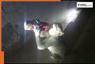Monkey caught gulping beer straight from can; Accused of snatching liquor from tipplers; Watch Video