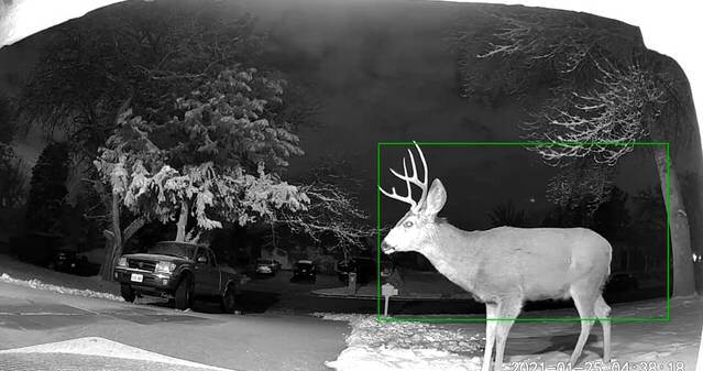 From bears to bobcats, when should you report a wildlife sighting in Utah?