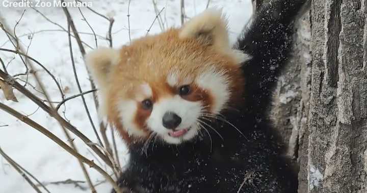 Red panda sisters at Zoo Montana delight in first snow experience
