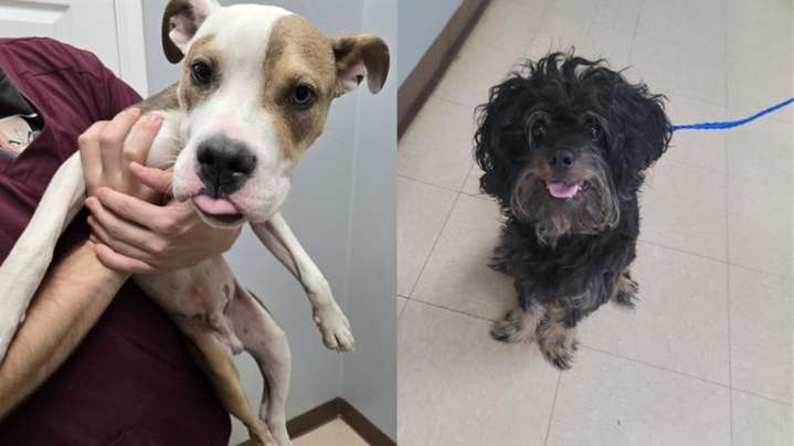 Perfect Pet: Meet Speed Racer and Doodle Bob!