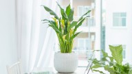 How To Grow Calla Lily Indoors For Winter Blooms