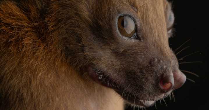 This Biologist Photographed 30 Different Bats To Show How Cute and Unique They Really Are