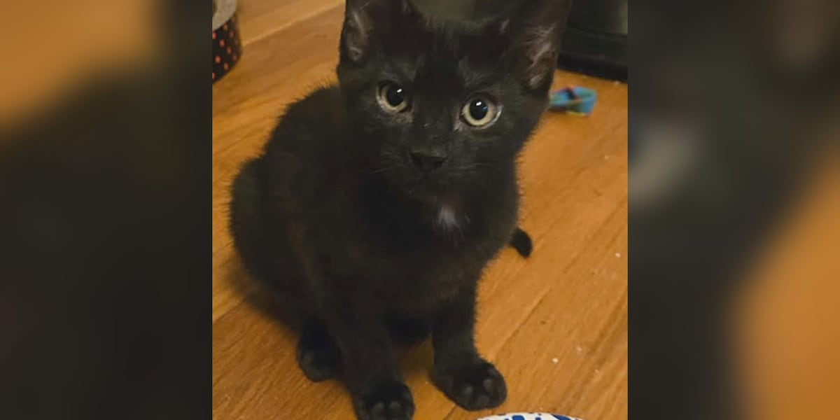 Saving Graces 4 Felines: Meet VC Andrews