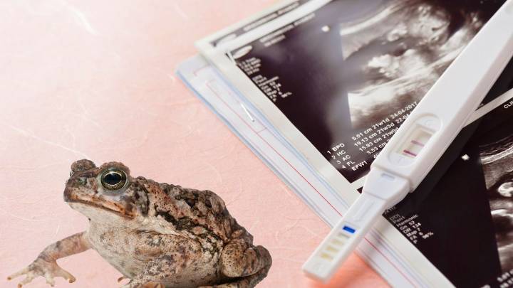 El invento argentino que se usó en toda América Latina para detectar embarazos: usaban sapos