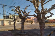 Multarán a quienes poden árboles sin tener acreditación