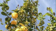 Ni abono ni cáscara de plátano: el truco de los jardineros para preparar el limonero antes del invierno