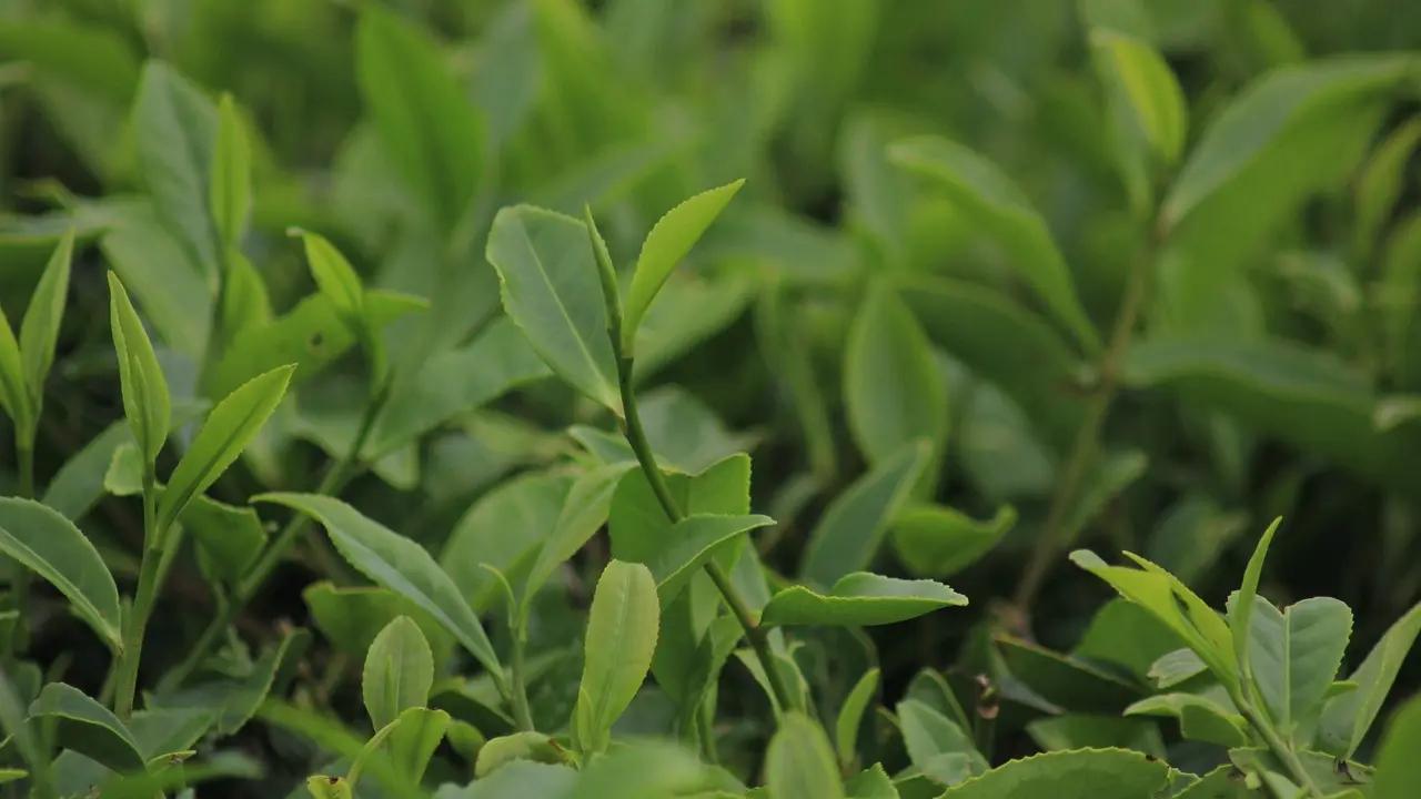 Assam State Zoo team records first-ever Albino Checkered Keelback snake in state