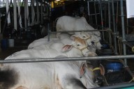 Ganaderos reciben orientaciones para el cuidado de los animales