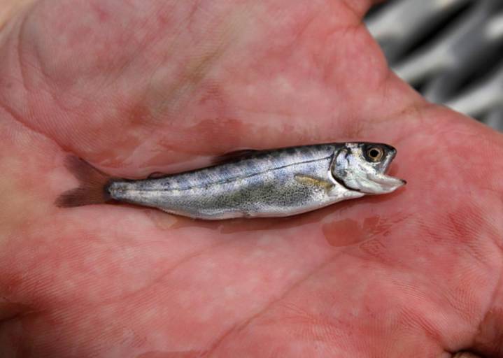 Fish Hatchery Loses 1.2 Million Salmon In Oxygen Failure