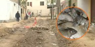 Vecinos de El Agustino viven entre ratas y malos olores tras el colapso del desagüe durante obras de pistas y veredas