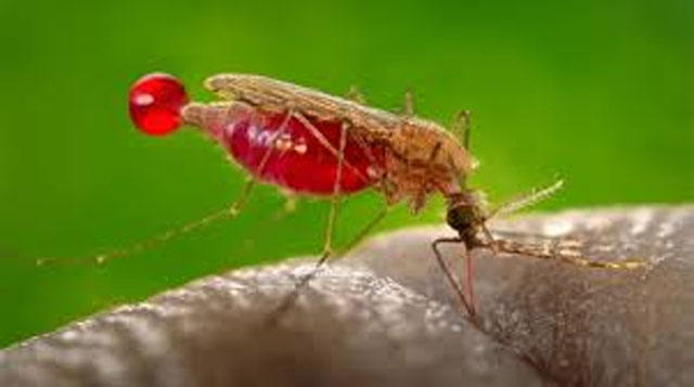New malaria drug shows 97% cure rate, outperforms standard therapies in global phase 3 trial