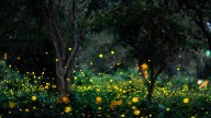 The Fall Maintenance Task That Can Lead To More Fireflies In Your Yard During Summer