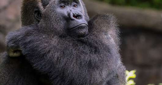 Dallas Zoo mourns death of Zola, cherished gorilla known for breakdancing and love of Whitney Houston