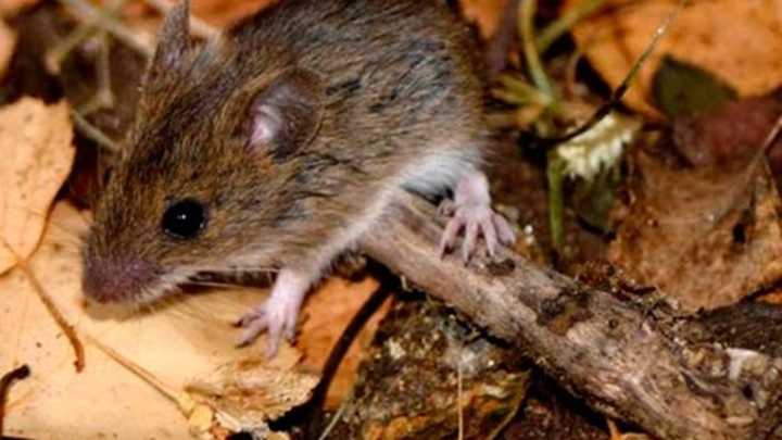 Catamarca, lejos del hantavirus pero salud mantiene la vigilancia