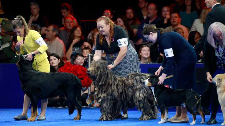 Belgian sheepdog Soleil wins top prize at National Dog Show : NPR