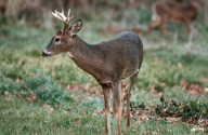 Deer Dash: Be cautious during courting season