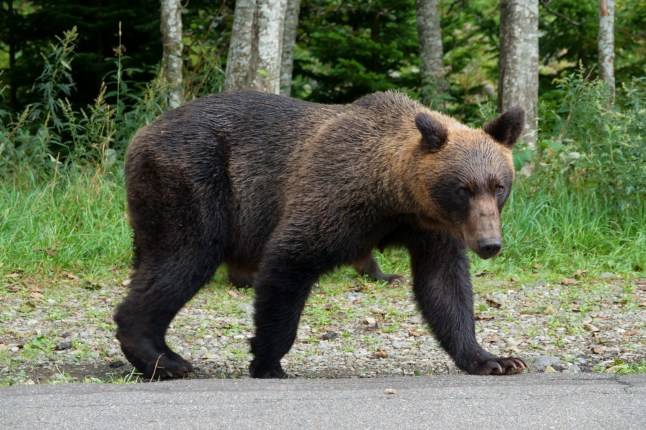 Japan sends in troops to combat wave of deadly bear attacks