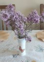 Lilacs blooming in October likely have fungal disease