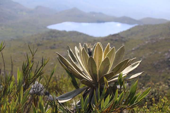 Alcaldes y personeros del área de influencia del Páramo de Pisba se reunirán en la sede del Ministerio de Ambiente