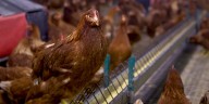 More cases of Bird Flu detected in LaGrange County