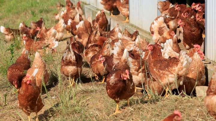 La gripe aviar hace saltar las alarmas en España: todo sobre la enfermedad que ha obligado a confinar las aves de corral