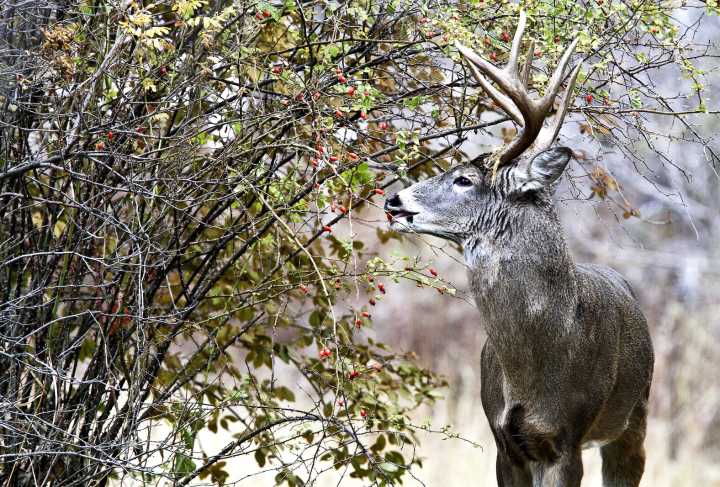 What to expect for the 2025 Minnesota deer hunting firearms season