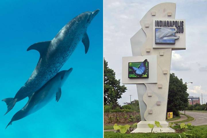 Baby Dolphin Dies at Indianapolis Zoo Just 3 Days After Being Born