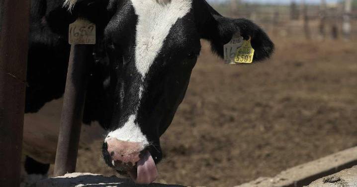 Con inversión de dos mil 122 mdp, México evita la dispersión del gusano barrenador