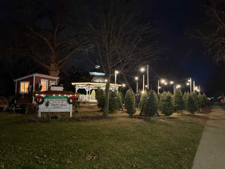 Wisconsin tree farm owners hope you'll buy live Christmas trees as tariffs could increase price of artificial ones