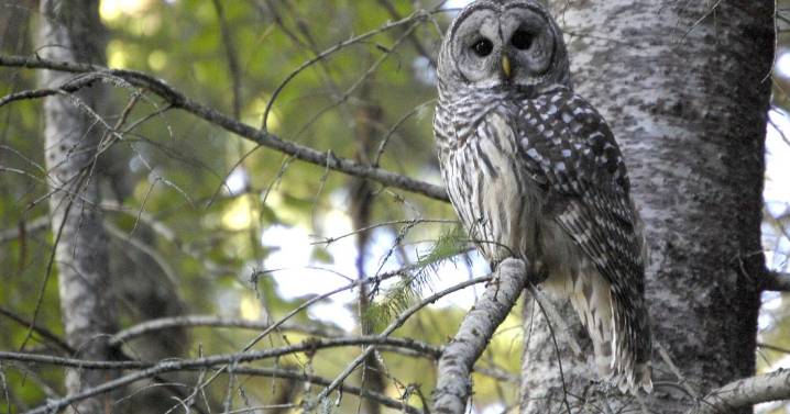 Plan to kill 450,000 owls pushes past major obstacle with Republicans both for and against