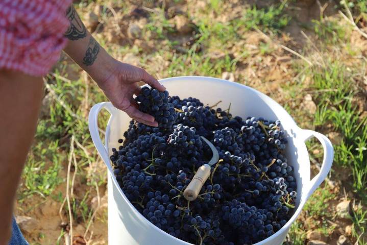 Calatayud esquiva la crisis del mildiu y gana competitividad frente a otras DOP