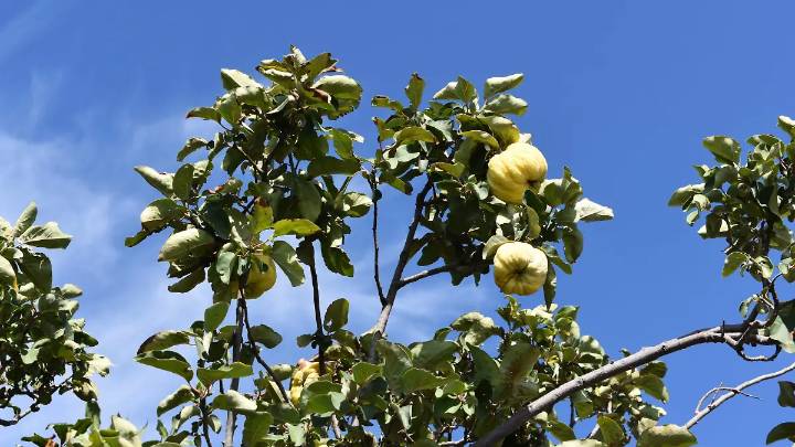 Sequía casi desaparece al membrillo en Allende; producción disminuye 90% en 6 años