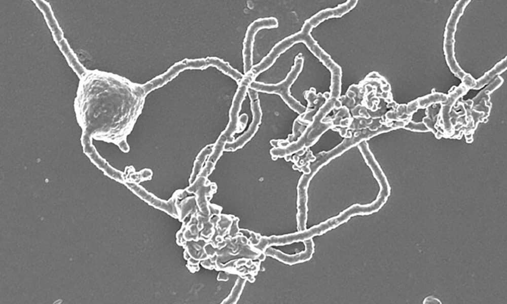 Los “ancestros microbianos” de la vida protagonizan una nueva expedición oceanográfica