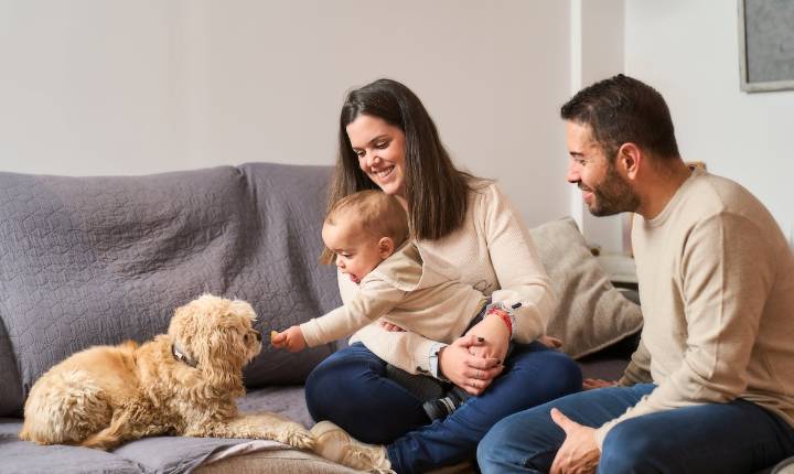 Prepara tu mascota para la llegada de un bebé