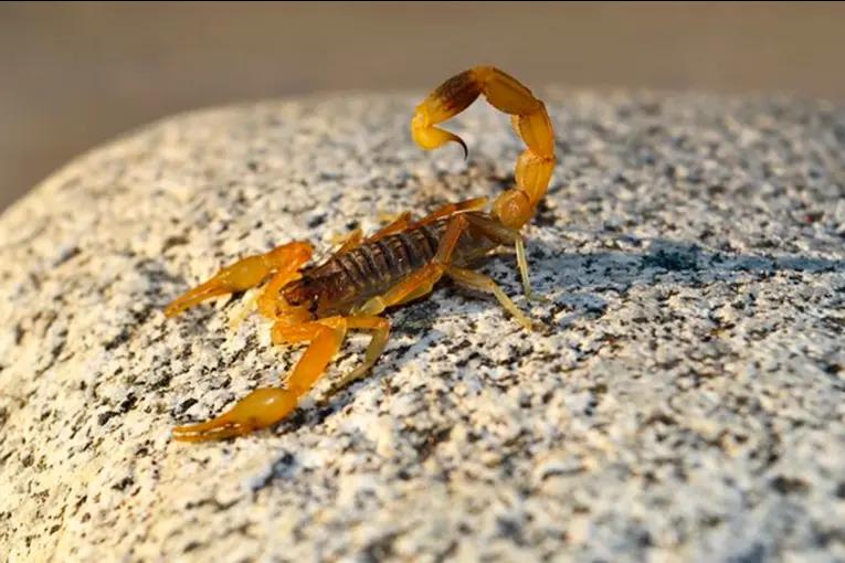 Un niño fue picado por un alacrán y está internado en grave estado