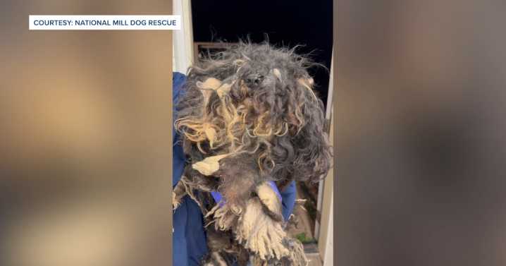 Colorado woman pleads guilty to 15 of more than 250 counts of misdemeanor animal cruelty 