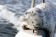 Seal escapes orca hunt by jumping onto photographer's boat