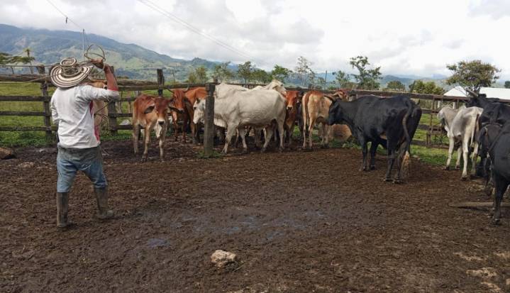 II ciclo de vacunación contra fiebre aftosa ha cubierto a 13,2 millones de animales