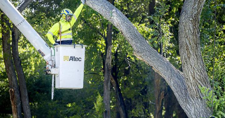 PNM conducting tree-trimming Monday at Fort Marcy park
