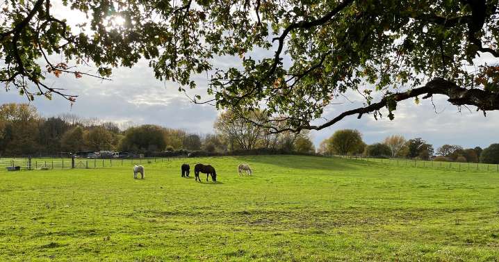 New South London neighbourhood of 2,000 homes on green belt planned