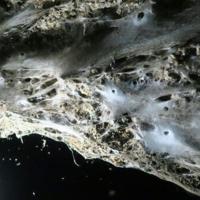 Giant spider web found in Greek-Albanian border cave: study