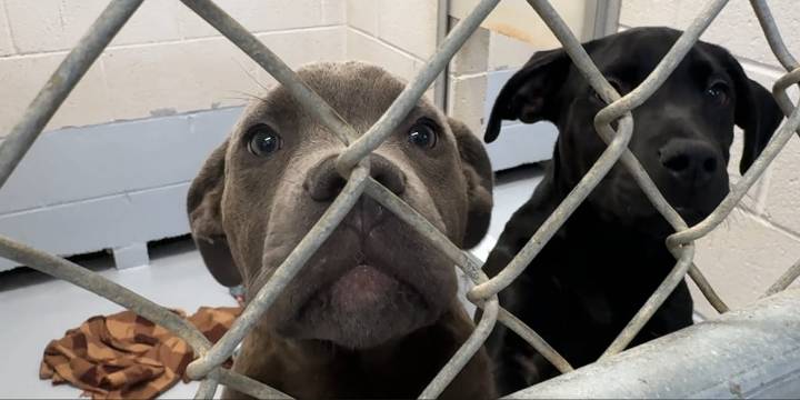 Finding Solutions: Take home a pet through ‘Home for the Holidays’ program